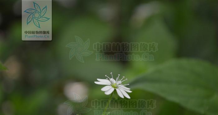 繁缕花的花语与意义（雄辩的花朵，传递着爱与思念）
