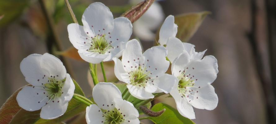 梨花花语及其寓意（探索白色梨花背后的8个寓意）
