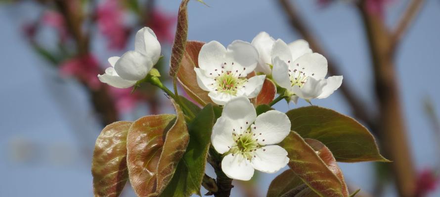 梨花花语及其寓意（探索白色梨花背后的8个寓意）
