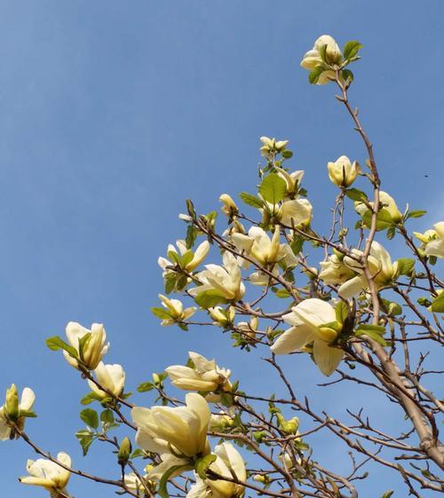 白玉兰花的花语与寓意（探究白玉兰花的神秘意义）
