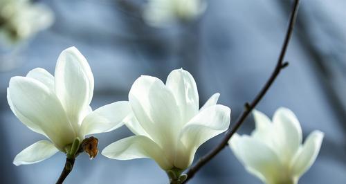 白玉兰花的花语与寓意（探究白玉兰花的神秘意义）
