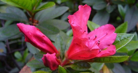 杜鹃花，花开春色浓（揭示杜鹃花的花语与美丽）
