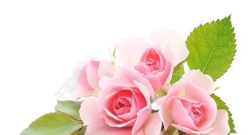 33朵粉色玫瑰的代表意义（探秘这束花背后的真正含义）
