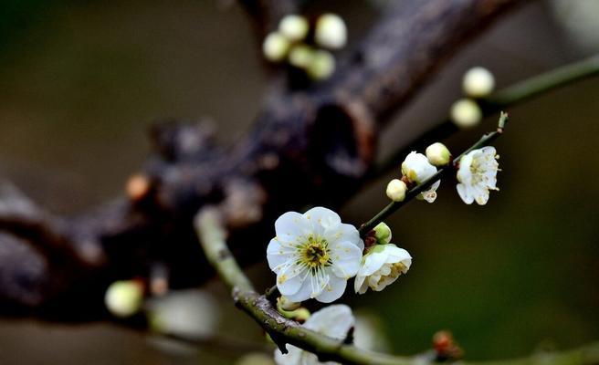 探寻梅花的文化内涵（梅花——不凋之美）
