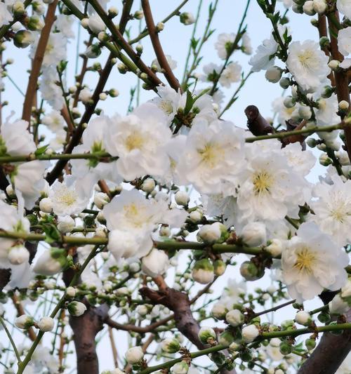 探寻梅花的文化内涵（梅花——不凋之美）
