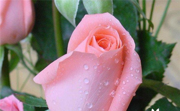十二支玫瑰花的花语（看懂玫瑰花的意思，拥有完美的礼物）
