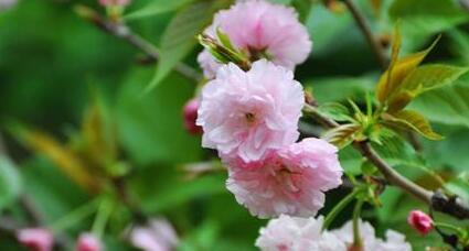 樱花花语（探究樱花的美丽与意义）
