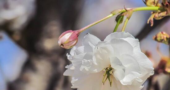 樱花花语（探究樱花的美丽与意义）

