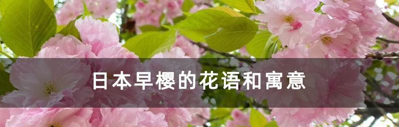 樱花的花语与寓意（探寻樱花文化的内涵与价值）
