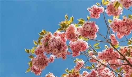 樱花的花语与寓意（探寻樱花文化的内涵与价值）
