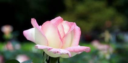 12朵玫瑰花的花语（表达爱情的最佳选择，了解玫瑰花的深层含义）
