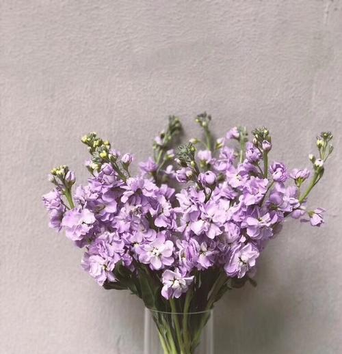白色紫罗兰的花语（花语传递的意义与启示）
