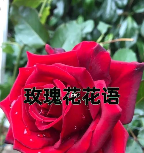 三朵玫瑰的花语含义（探秘玫瑰背后的涵义）
