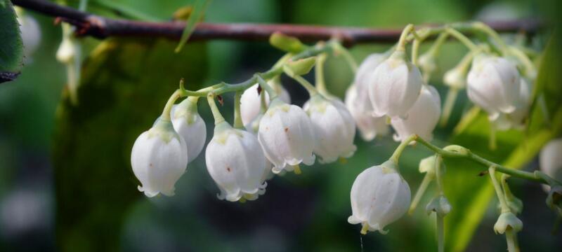 铃兰花的花语和寓意（探究清新高雅的“君子之花”）
