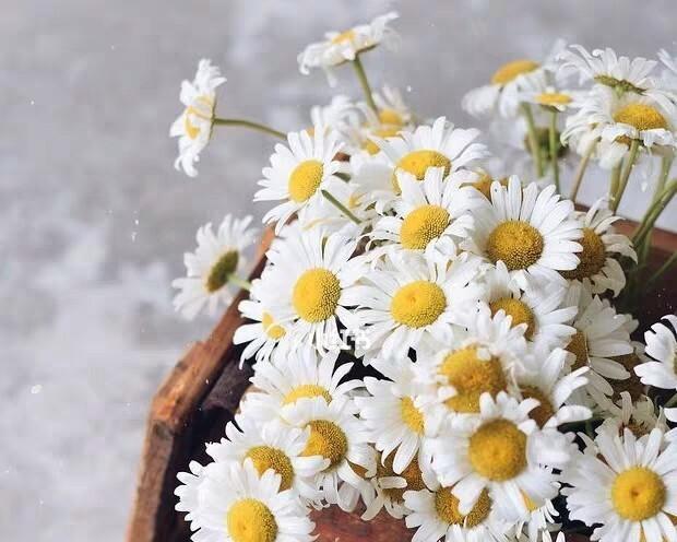 小雏菊，白色的希望（表达纯洁和爱情的鲜花，小雏菊的花语和寓意）
