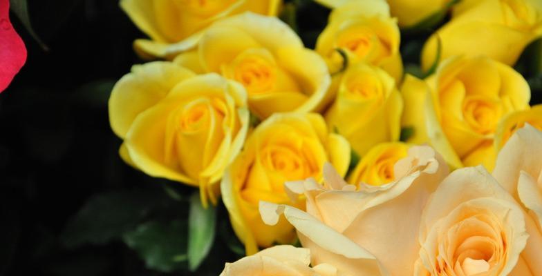 黄玫瑰花的寓意与象征意义（探寻黄玫瑰的花语和文化内涵）
