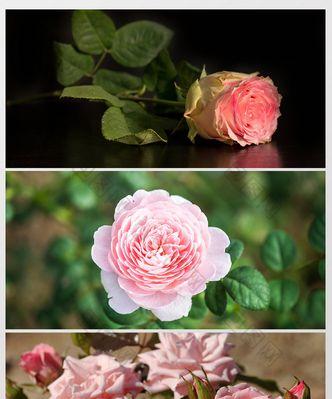 19朵粉色玫瑰的意义（探究玫瑰花语与粉色花卉的象征）
