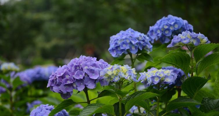 绣球花花语和寓意（探秘绣球花的深层含义）
