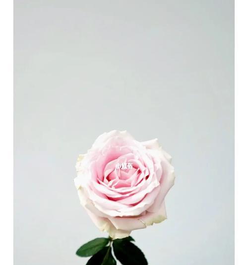 粉红玫瑰的花语含义（解读粉红玫瑰的内涵与价值）

