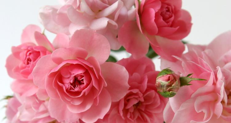 粉红玫瑰的花语含义（解读粉红玫瑰的内涵与价值）
