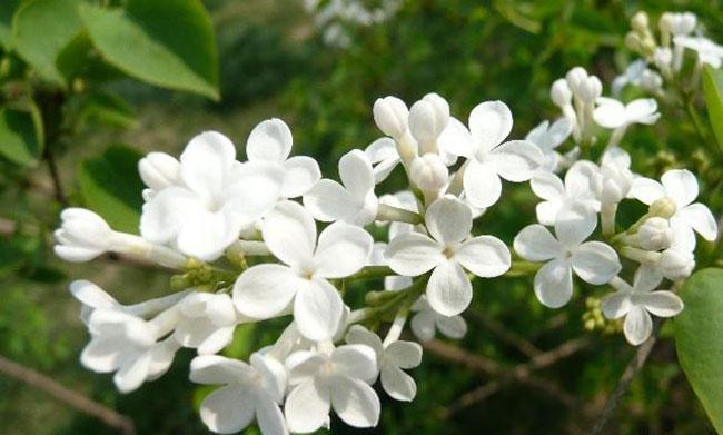 丁香花语，了解这种花朵的意义（在生活中发现丁香花的美丽与神秘）
