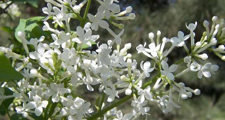 丁香花语，了解这种花朵的意义（在生活中发现丁香花的美丽与神秘）
