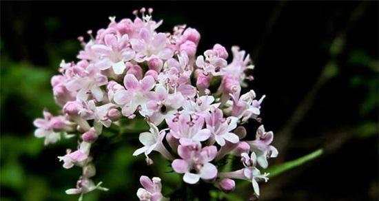 丁香花语，了解这种花朵的意义（在生活中发现丁香花的美丽与神秘）
