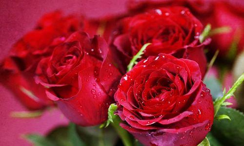 十九朵红玫瑰的深情告白（玫瑰花语传递爱意，十九朵红玫瑰意味着什么？）
