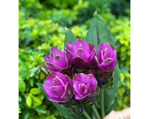 紫色马蹄莲花语-神秘与高贵（马蹄莲的象征意义及应用领域）

