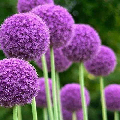 紫色马蹄莲花语-神秘与高贵（马蹄莲的象征意义及应用领域）
