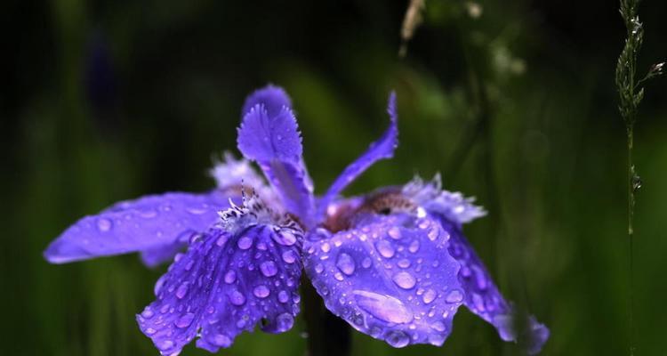 紫色鸢尾花花语（探秘紫色鸢尾花的意义与象征）
