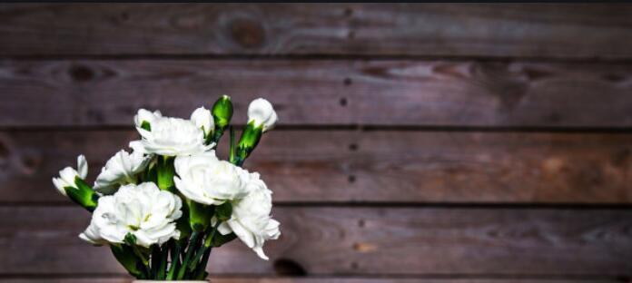 白色康乃馨的花语与含义（祝福、纯洁、思念——白色康乃馨的含义深入解读）
