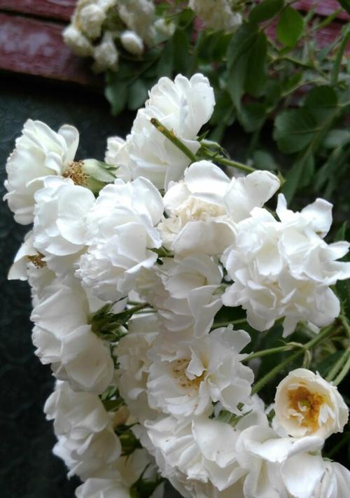 白色蔷薇花语（婚礼、爱情、纯洁）
