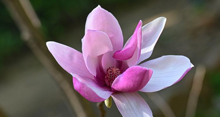 解密紫玉兰，探究其花语（紫玉兰的花语是什么？探寻花朵背后的含义）
