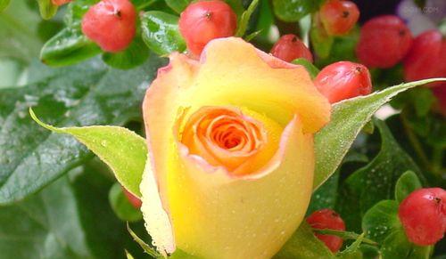 黄玫瑰花语（唤醒心底的欢愉）
