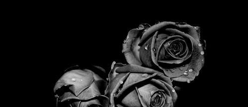 黑玫瑰的花语与寓意（探寻黑玫瑰的神秘面纱）
