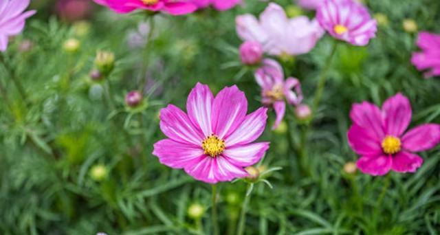 格桑花花语与寓意（从藏传佛教到人类团结的象征）
