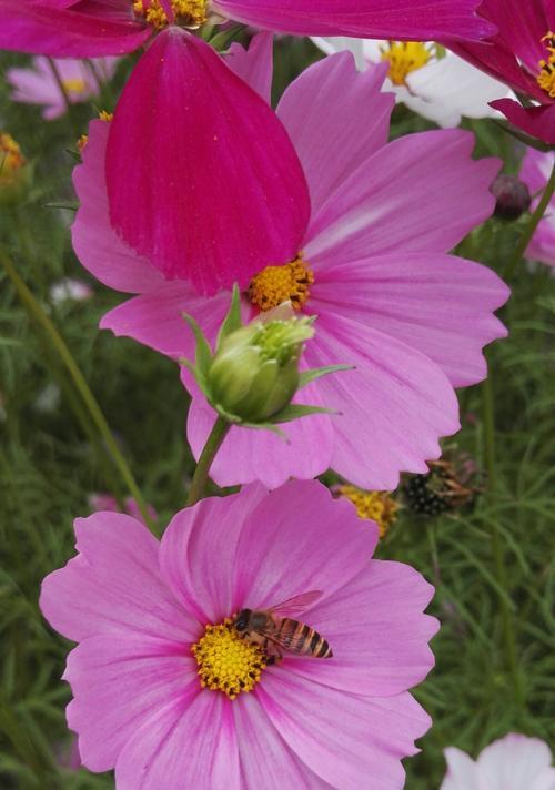 格桑花花语与寓意（从藏传佛教到人类团结的象征）
