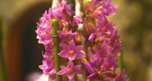 沙洲蕃红花（探寻沙洲蕃红花的花语与生命之美）
