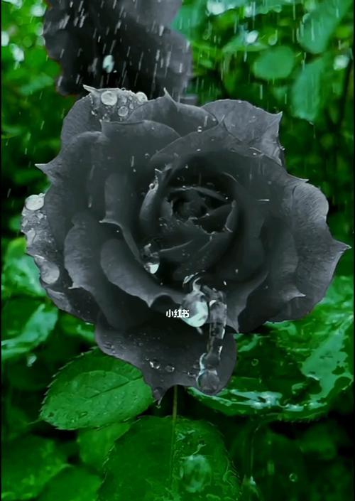 解析黑玫瑰花语（黑色浪漫的象征意义和文化价值）
