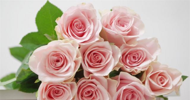 粉色玫瑰的花语（探寻玫瑰花语中的粉色代表什么）
