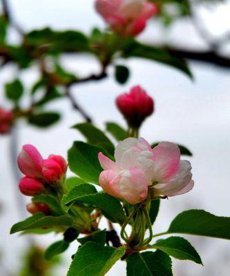 海棠花花语（探寻海棠花的含义与象征）
