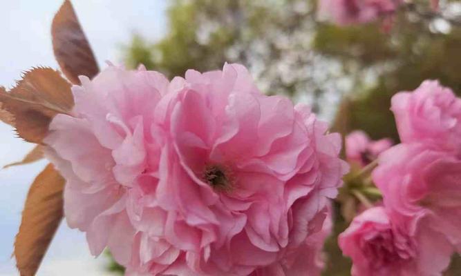 日本樱花的花语与意义（探寻樱花背后的含义）
