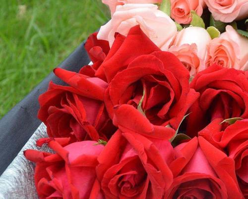 探讨19朵玫瑰的意义与象征（探究花语、情感和文化背景）
