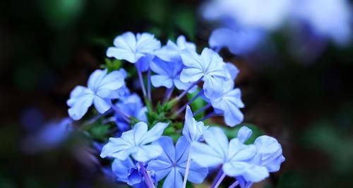 蓝雪花花语含义剖析（探寻蓝雪花的深层含义）
