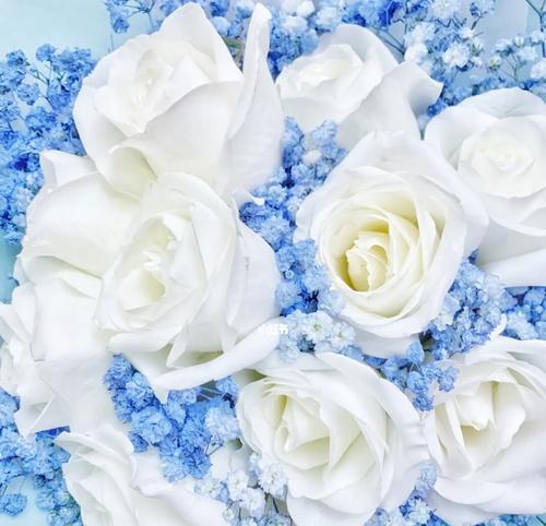 白色玫瑰花的花语（爱与纯洁的象征）

