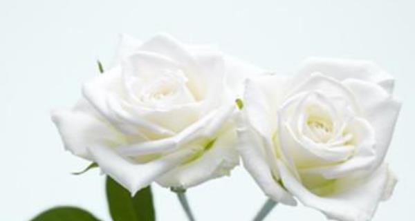 白色玫瑰花的花语（爱与纯洁的象征）
