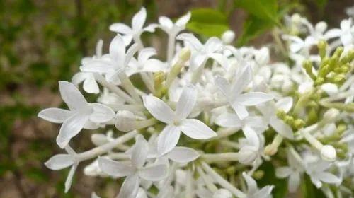 丁香花语——一朵芬芳的传情媒介（探索丁香花语的魅力与意义）
