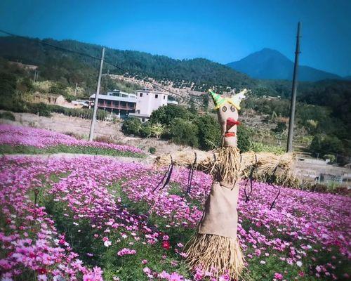 大波斯菊花语解析（传递爱情和希望的花语）
