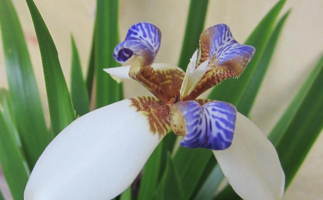 尾花鸢尾的花语（解析尾花鸢尾的象征意义及传说）
